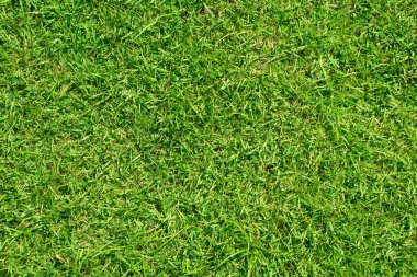Arka plan için yeşil çimen deseni ve doku. Resmi kapat..