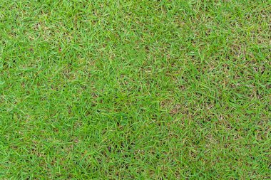 Arka plan için yeşil çimen deseni ve doku. Resmi kapat..