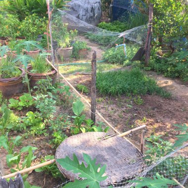 Yaz sonlarında sebze bahçesi. Bitkiler, çiçekler ve sebzeler arka bahçede. Fotoğraf çekimini akıllı telefondan yap.