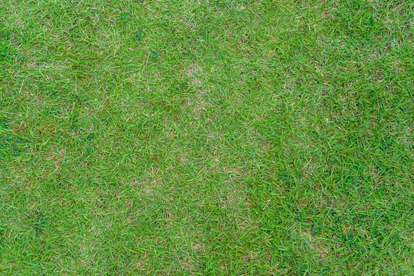 Green Grass Pattern Texture Background Close Image — Stock Photo, Image