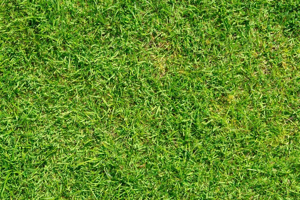 Grünes Grasmuster Und Textur Für Den Hintergrund Nahaufnahme — Stockfoto
