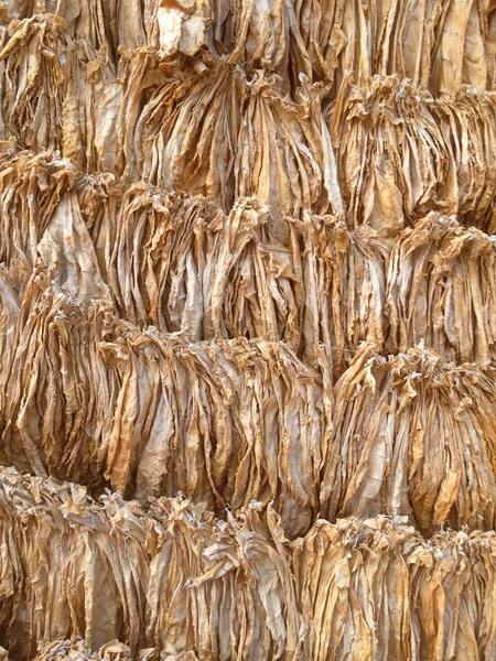 Curing Burley Tobacco Tobacco Leaves Drying Tobacco Leaves Incubate Tobacco — Stock Photo, Image