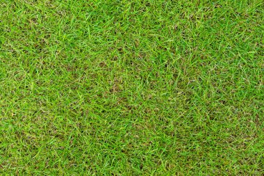 Arka plan için yeşil çimen deseni ve doku. Resmi kapat..