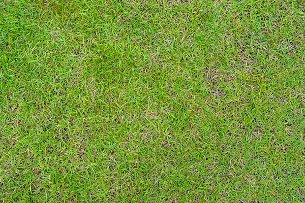 Green grass texture. Green lawn yard texture background. Close-up.