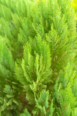 Kürk ağacının yeşil dikenli dalları ya da arka plan için çam ağacı. Yakın plan..