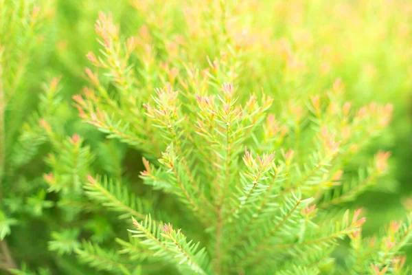 Sfondo Foglia Verde Modello Astratto Foglie Sfondo Modello Natura Primo — Foto Stock