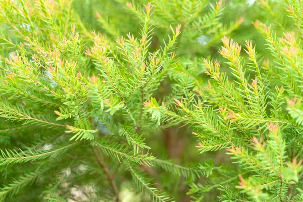 Sfondo Foglia Verde Modello Astratto Foglie Sfondo Modello Natura Primo — Foto Stock