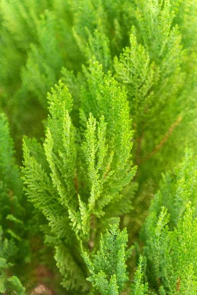 Grüne Stachelige Zweige Einer Tanne Oder Kiefer Als Hintergrund Nahaufnahme — Stockfoto