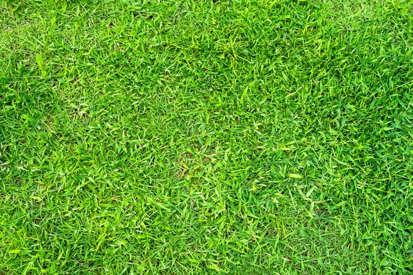 Textura Grama Verde Para Fundo Padrão Gramado Verde Fundo Textura — Fotografia de Stock