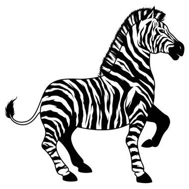 Beyaz üzerine Zebra