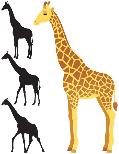 Girafe sur blanc — Image vectorielle