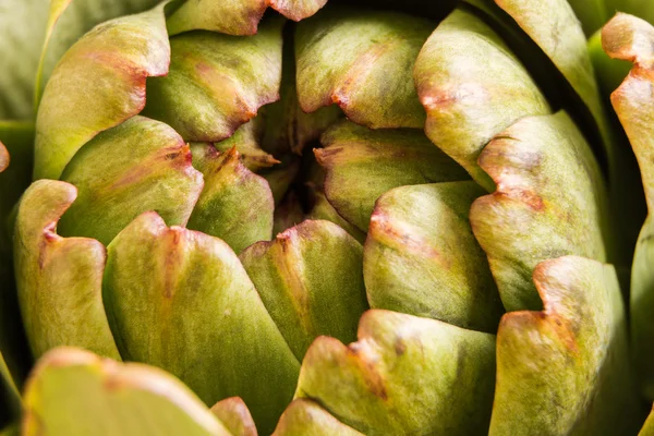 Macro alcachofa fresca con luz natural — Foto de Stock