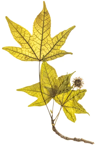 Illuminated herbarium of Platanus leaves and seeds, isolated on white background. — Stock Photo, Image