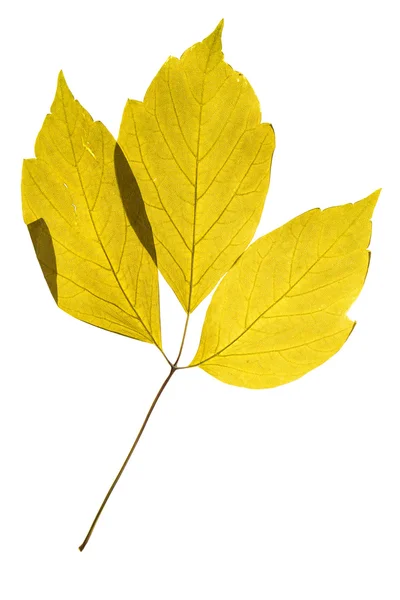 Herbário iluminado de folhas de Acer negundo, isolado sobre fundo branco . — Fotografia de Stock