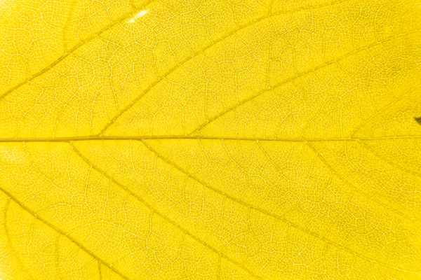 Illuminated leaf texture background. — Stock Photo, Image