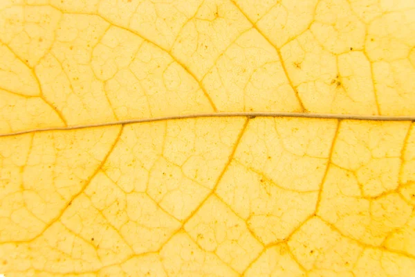 Żółty liść tekstury tła. — Zdjęcie stockowe