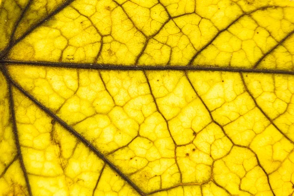 Leaf närbild abstrakt textur bakgrund. — Stockfoto