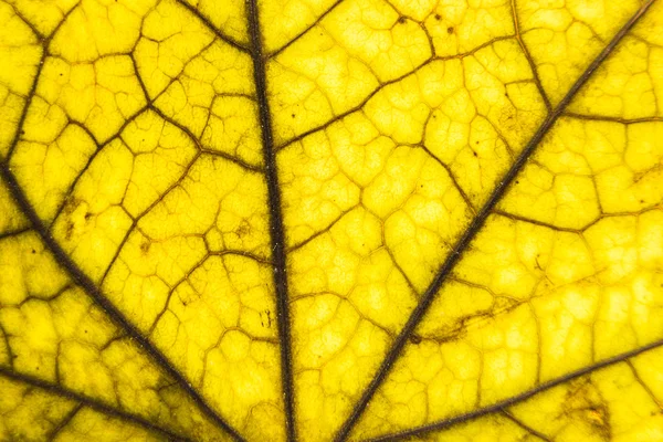 Leaf närbild abstrakt textur bakgrund. — Stockfoto