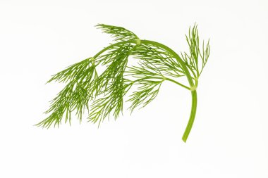 Beyaz zemin üzerine yeşil taze dereotu Şubesi