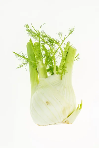 Frischer Fenchel, isoliert auf weißem Hintergrund — Stockfoto