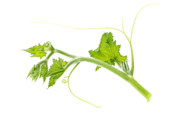 Grüner Kürbiszweig, isoliert auf weißem Hintergrund. — Stockfoto