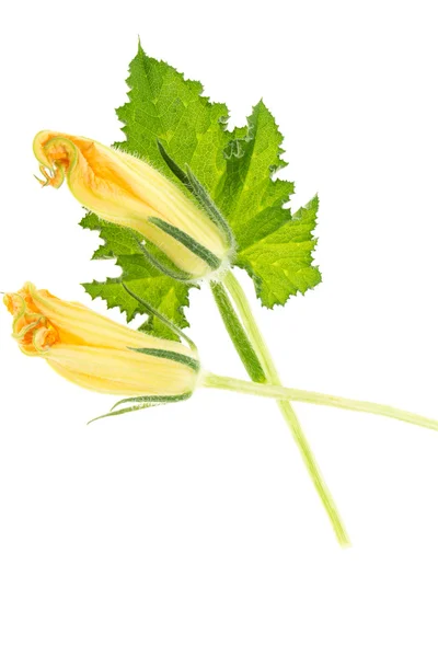Folha de abóbora verde e flores amarelas, isoladas no fundo branco . — Fotografia de Stock