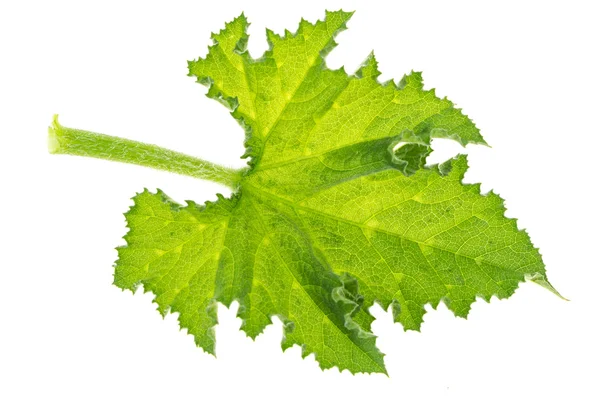 Folha de abóbora verde, isolada sobre fundo branco . — Fotografia de Stock