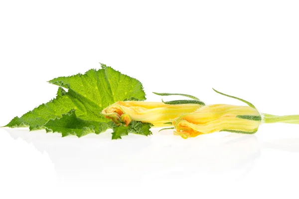 Folha de abóbora verde e flores amarelas, isoladas no fundo branco . — Fotografia de Stock