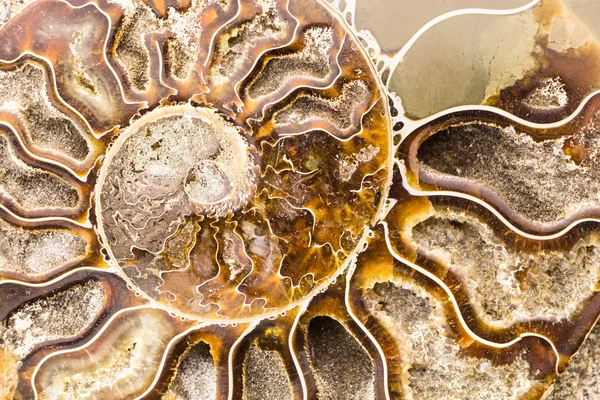 Spiral Ammonite fossil närbild bakgrund — Stockfoto