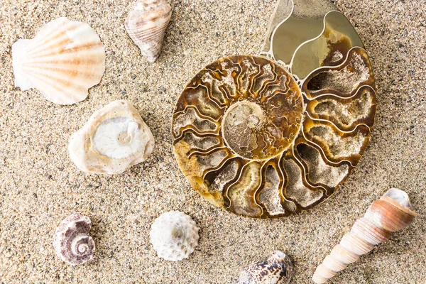 Spiral Ammonite fossil and shells on sand closeup background — Stock Photo, Image