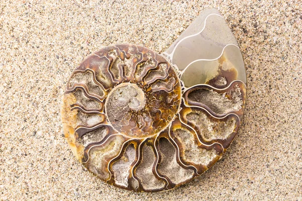 Spirale fossile di ammonite su fondo sabbia primo piano — Foto Stock