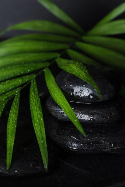 Pierre de basalte noire humide avec feuille verte, sur fond noir — Photo