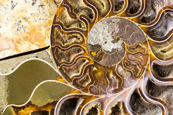 Spiral Ammonite fossil closeup background — Stock Photo, Image