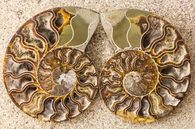 Spiral Ammonite fossil on sand closeup background clipart