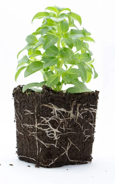 Pianta di basilico dolce con radici e terreno isolato su bianco — Foto Stock