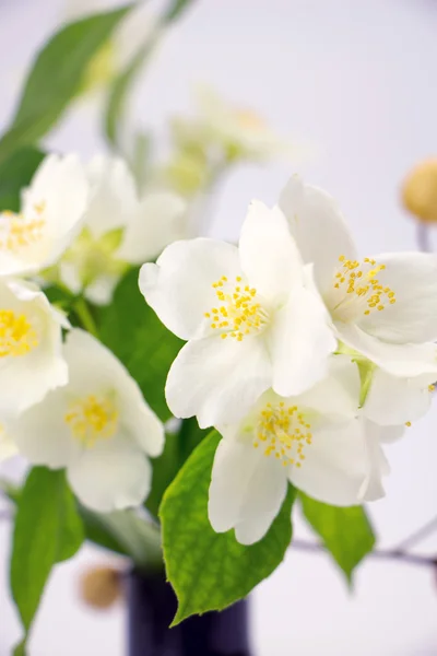 Jasmine flowers with leaves closeup — Stock Photo, Image