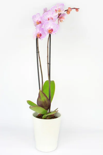 Orchidea Phalaenopsis in vaso isolata su bianco — Foto Stock