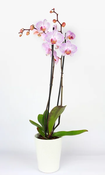 Orchidea Phalaenopsis in vaso isolata su bianco — Foto Stock