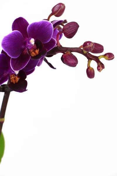 Violeta Phalaenopsis rama de orquídea aislada en blanco — Foto de Stock