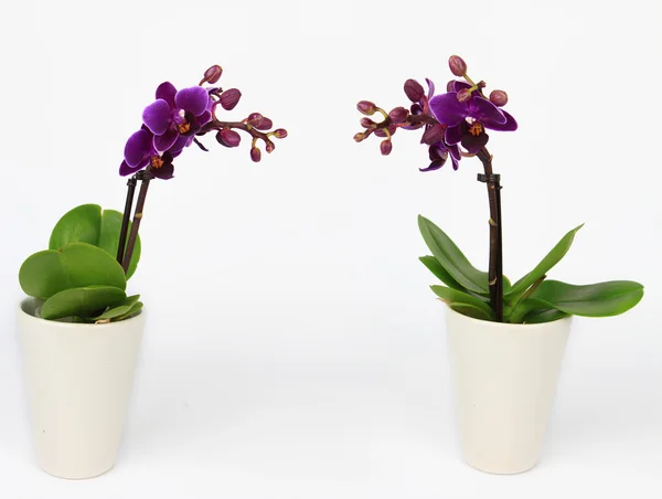 Due orchidee Phalaenopsis in vaso isolate su bianco — Foto Stock