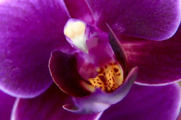 Violeta Phalaenopsis flor de orquídea close-up — Fotografia de Stock