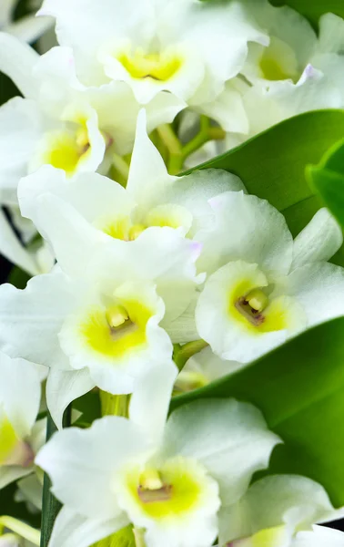 Dendrobium orchid branch close-up geïsoleerd op zwart wit — Stockfoto