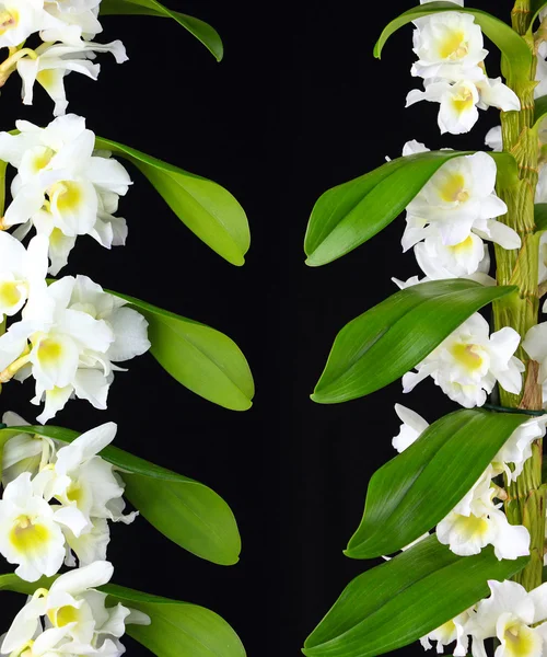 White Dendrobium orchidee vestigingen geïsoleerd op zwart — Stockfoto