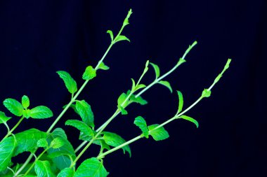 Nane taze yeşil dallar siyah arka plan üzerine izole 