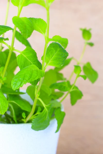 Primo piano rami di menta verde fresco in vaso — Foto Stock