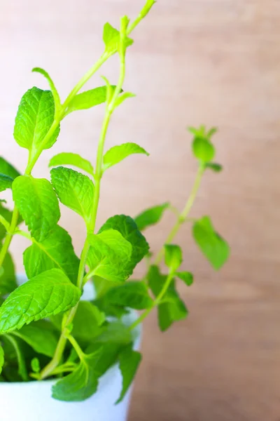 Primo piano rami di menta verde fresco in vaso — Foto Stock