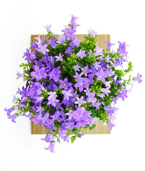 Potted Campanula Portenschlagiana isolated on white background — Stock Photo, Image