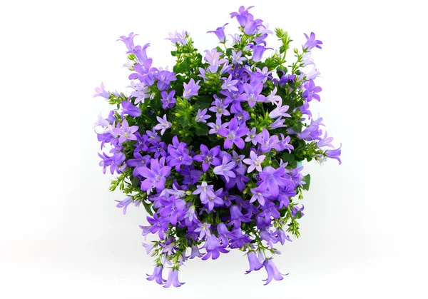 Potted Campanula Portenschlagiana isolated on white background — Stock Photo, Image