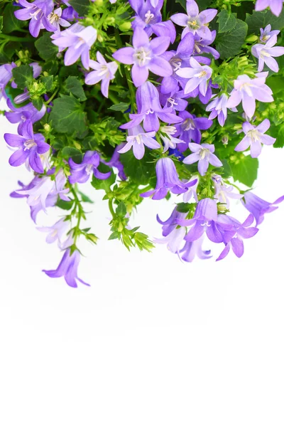 Potted Campanula Portenschlagiana isolated on white background — Stock Photo, Image