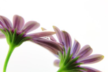 Yaprakları üzerinde Su damlacıkları ile mor Osteospermum